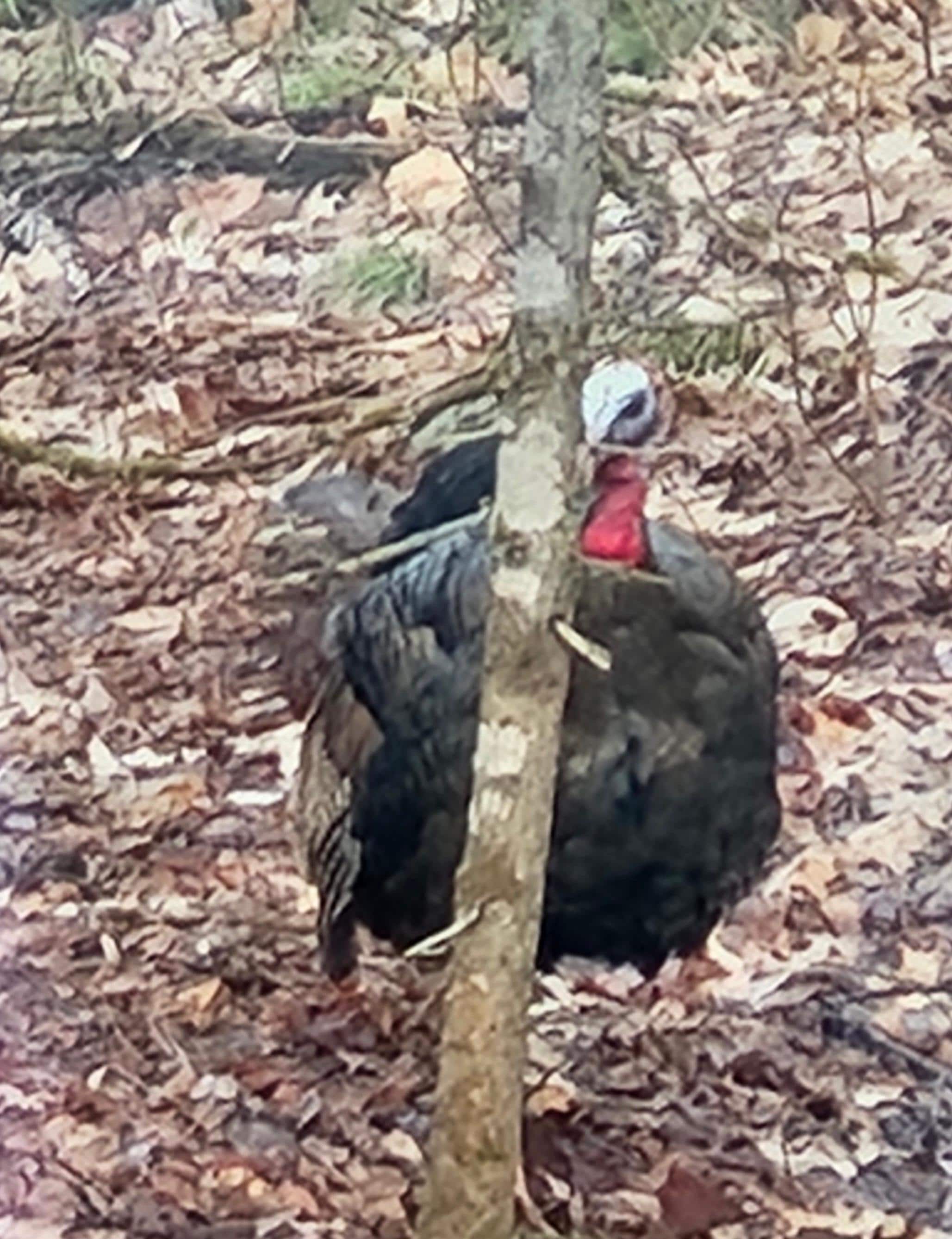 Wild turkey wandered down while we were having our morning tea 🦃 