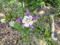 Columbine near the front door!