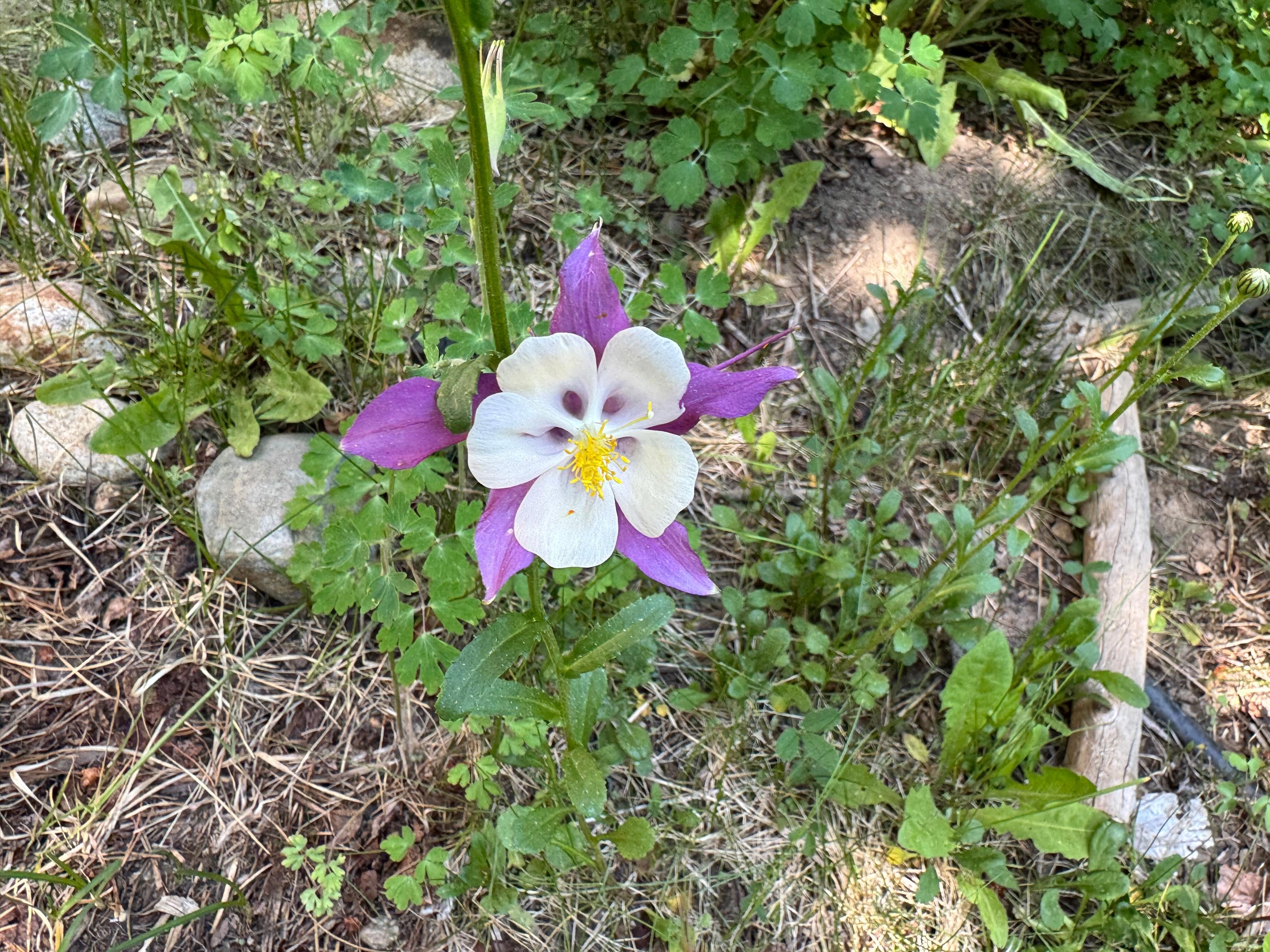 Columbine near the front door! 