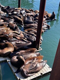 Sea lions