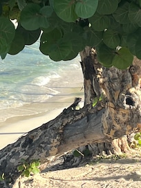 Iguana on the beach