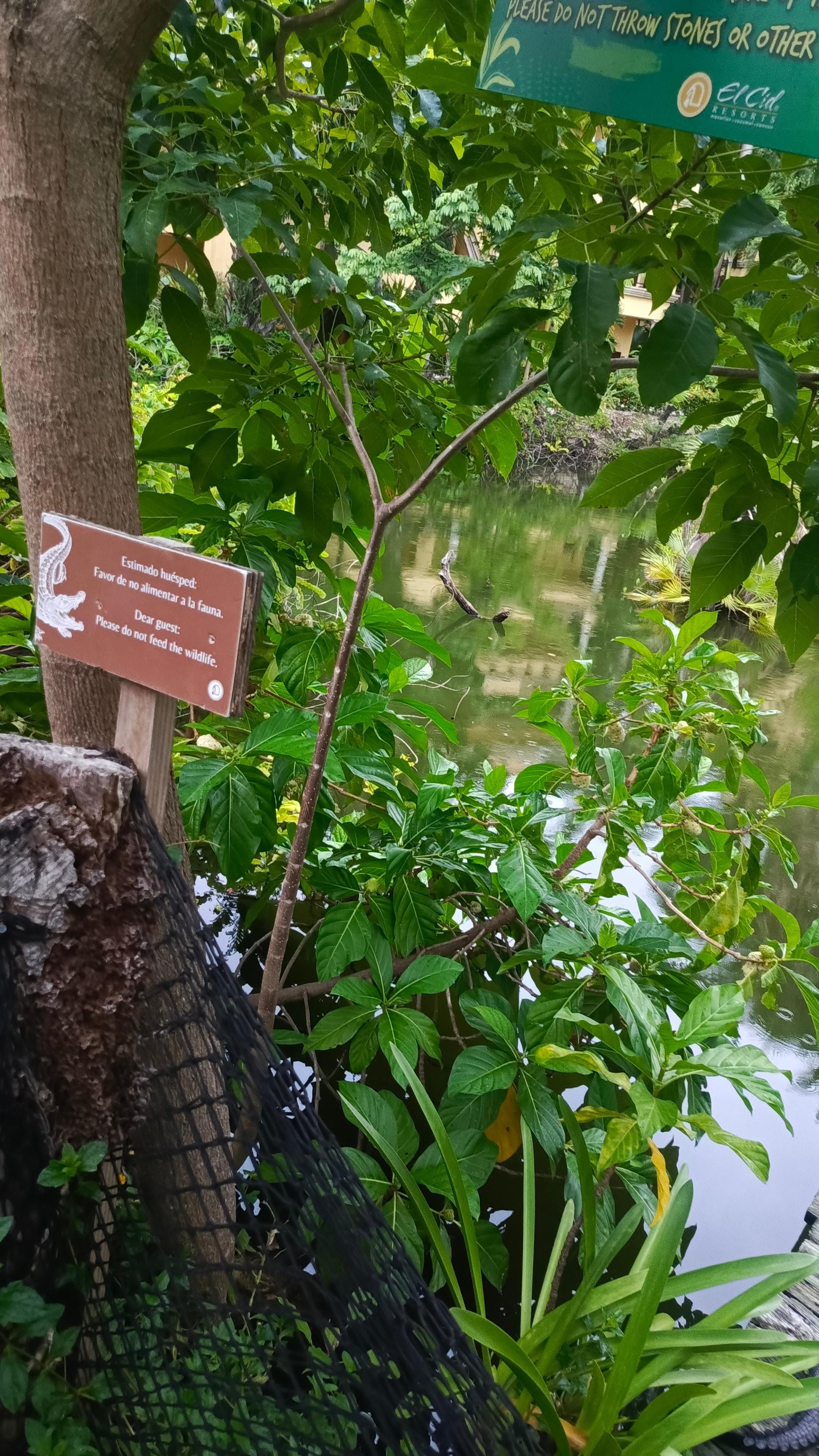 Tienen albercas grandes y mucha área verde 