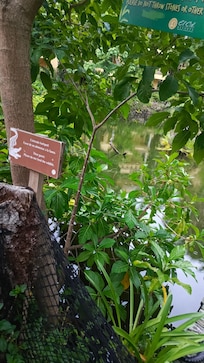 Tienen albercas grandes y mucha área verde