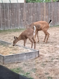 Elk visited the garden to munch the grass
