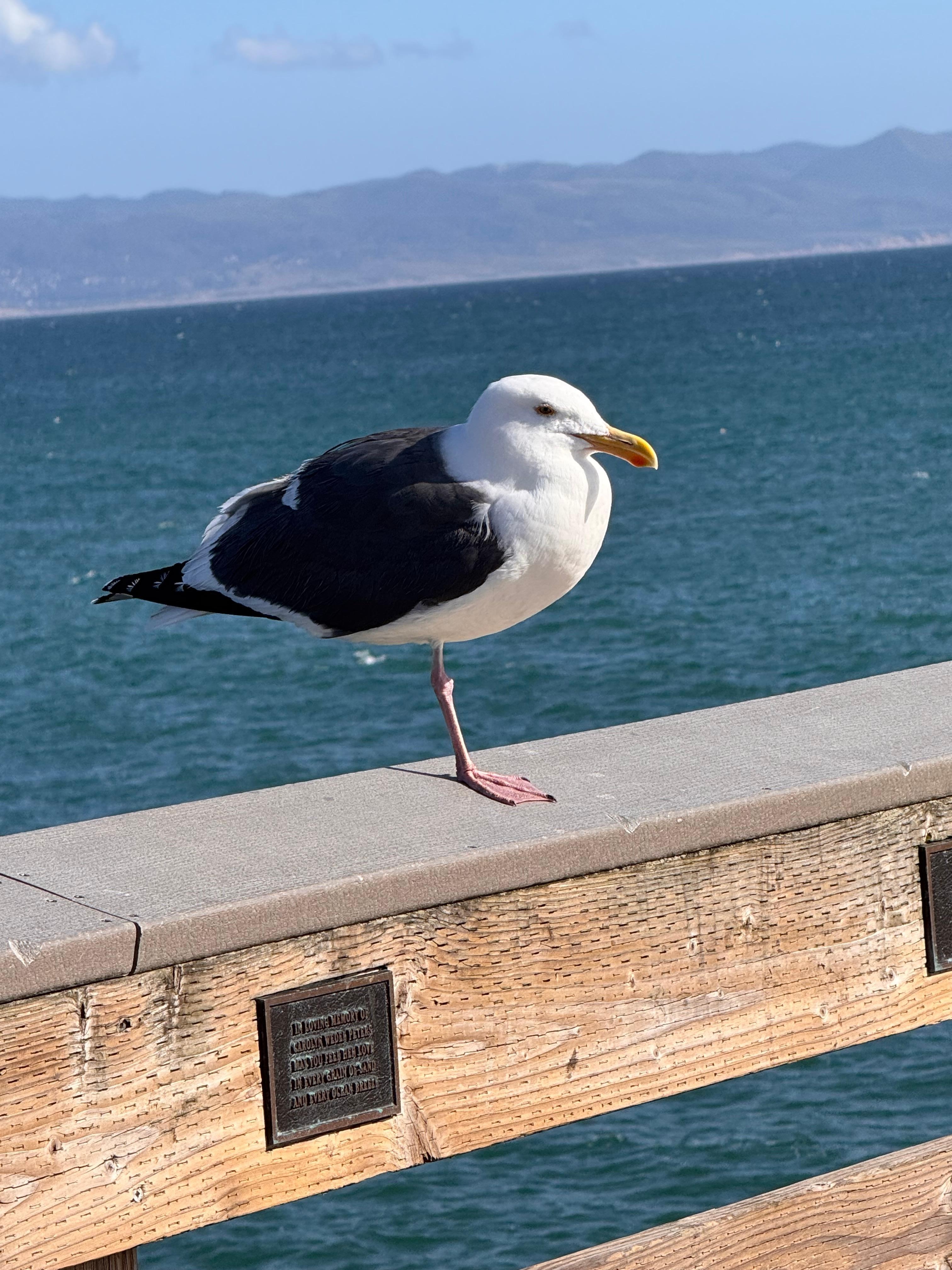 Cayucos resident perched on the pier!
