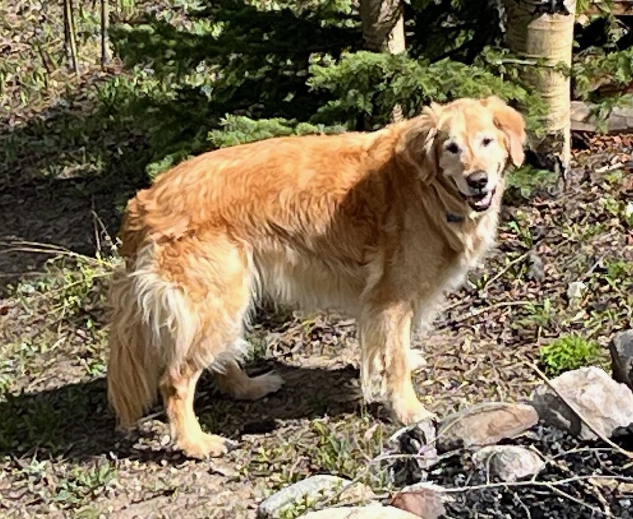 Payton exploring the giant fenced in yard.