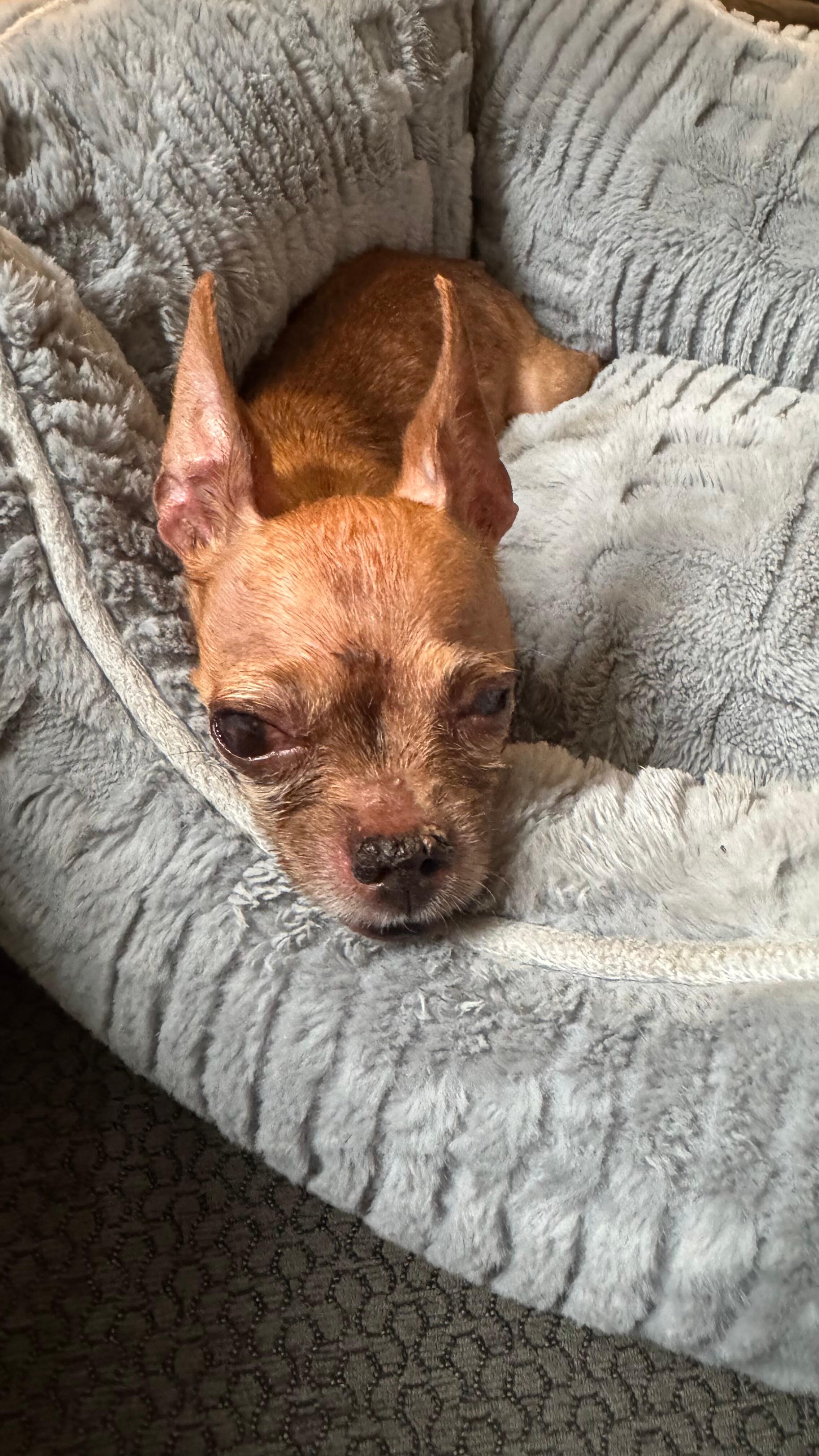 Ginger enjoying a nap 