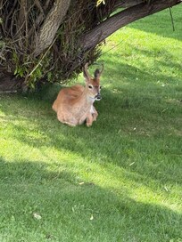 Young buck under neighbor’s tree