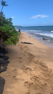 Seal sunbathing on the beach.