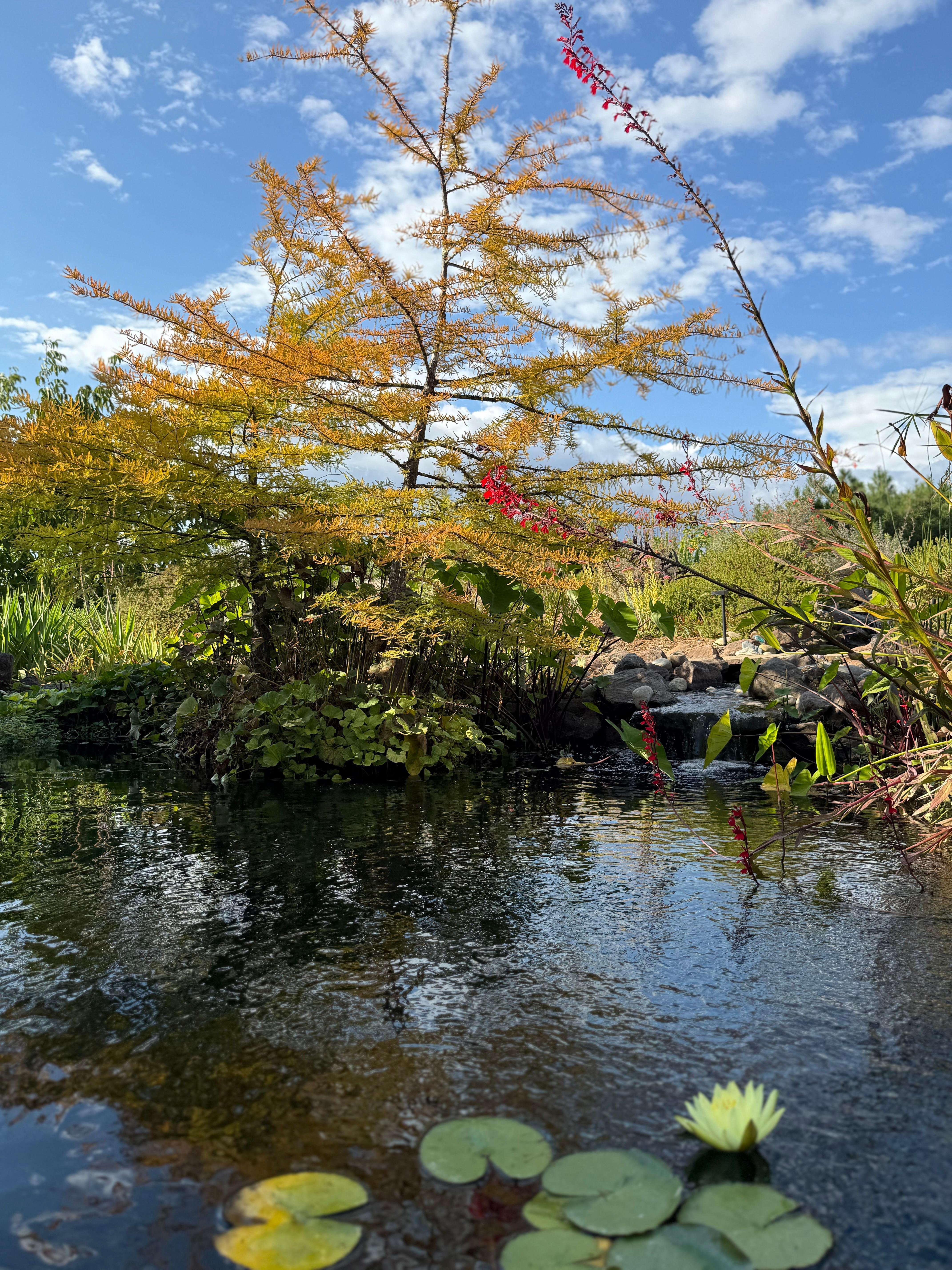Tranquility in the backyard--the koi pond and water feature.