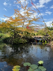 Tranquility in the backyard--the koi pond and water feature.