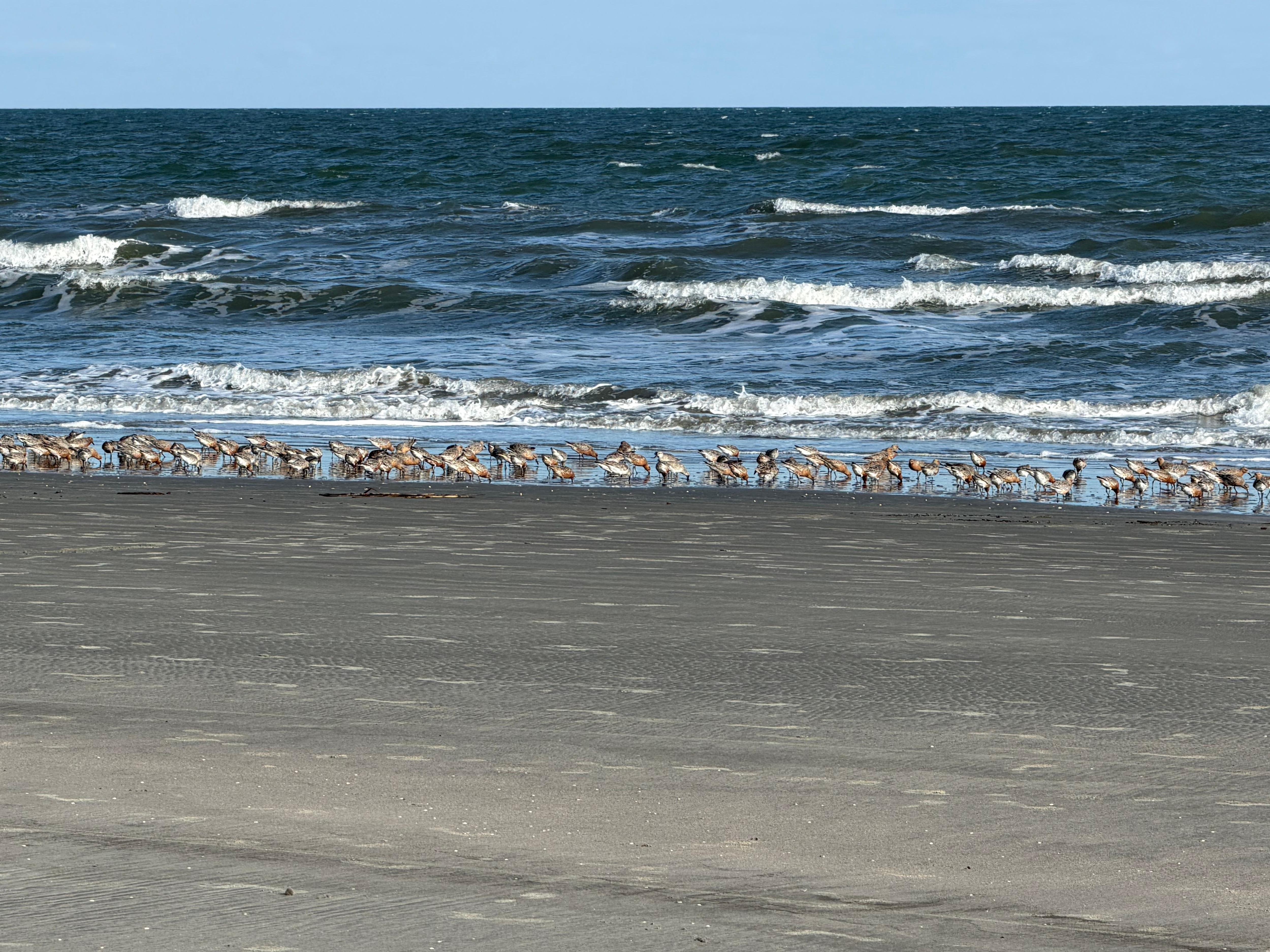 Migrating birds at the beach 
