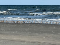 Migrating birds at the beach