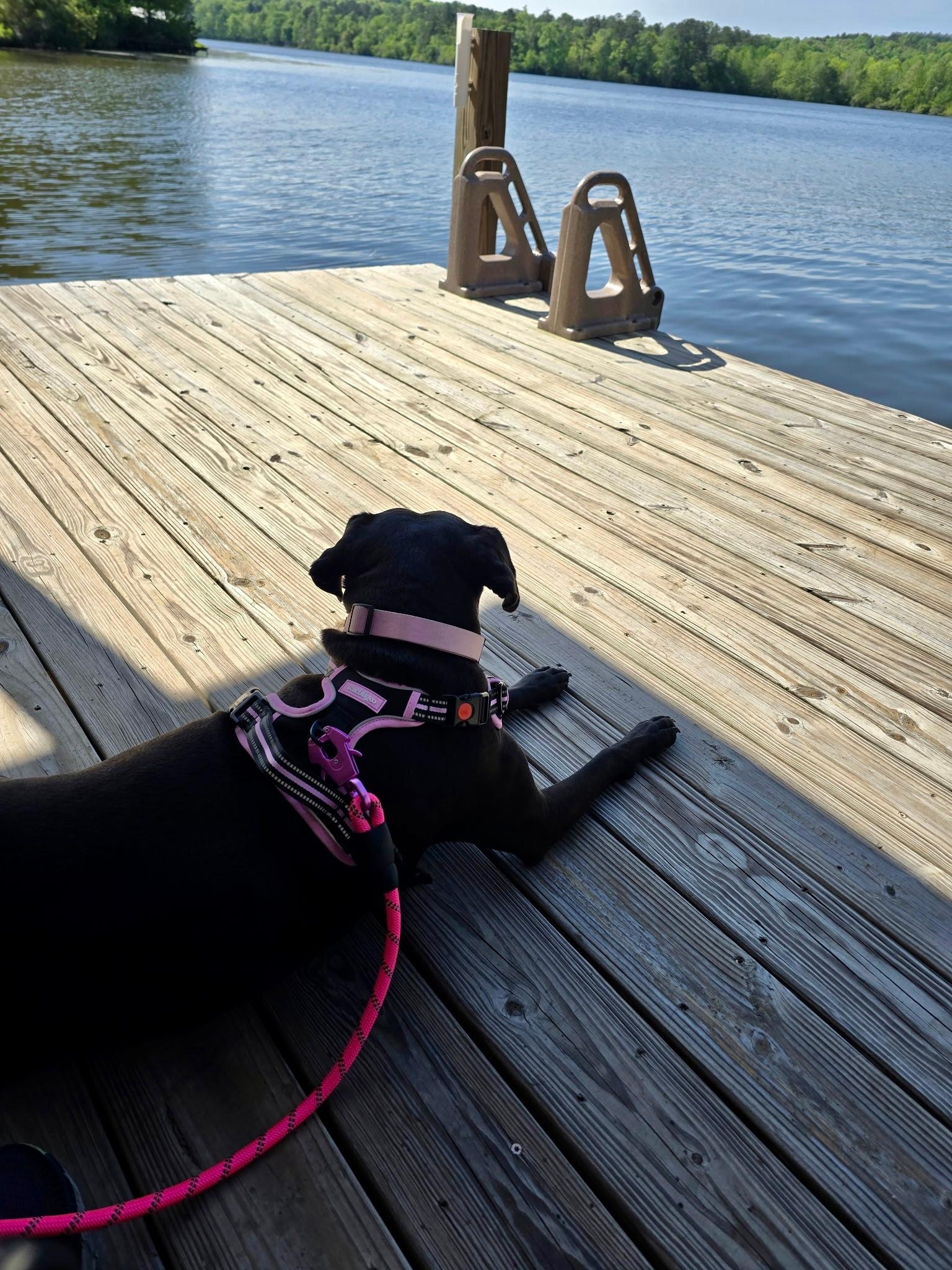 Even the pup loved it!