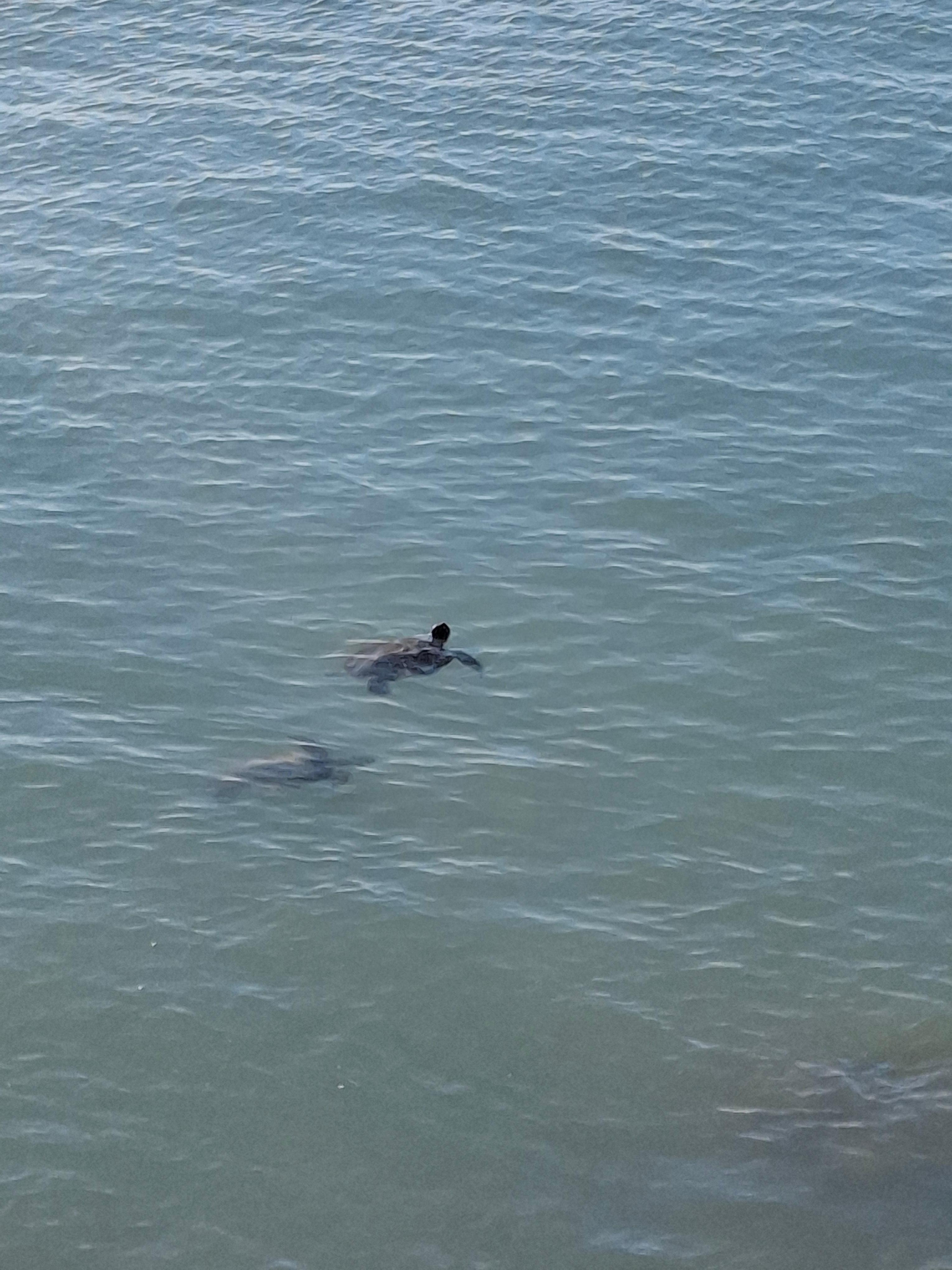 We took advantage of the available outings.  There are countless beaches to choose from, we visited Jetty Park