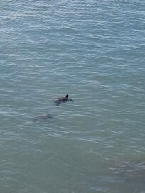 We took advantage of the available outings. There are countless beaches to choose from, we visited Jetty Park