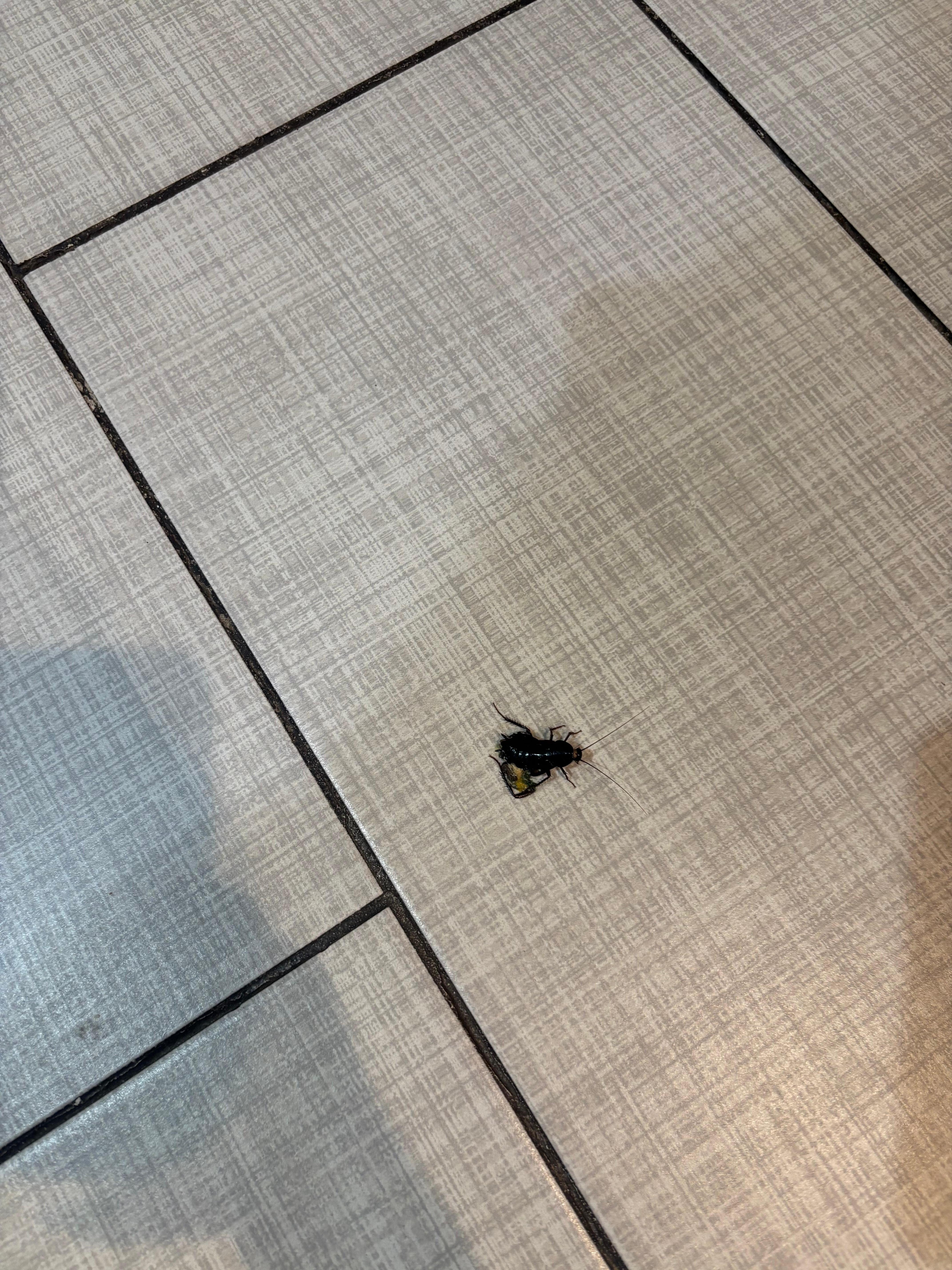 Constantly finding these bugs (not sure what it is)