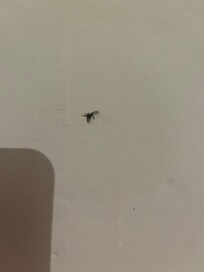 The black flies around the apartment.
