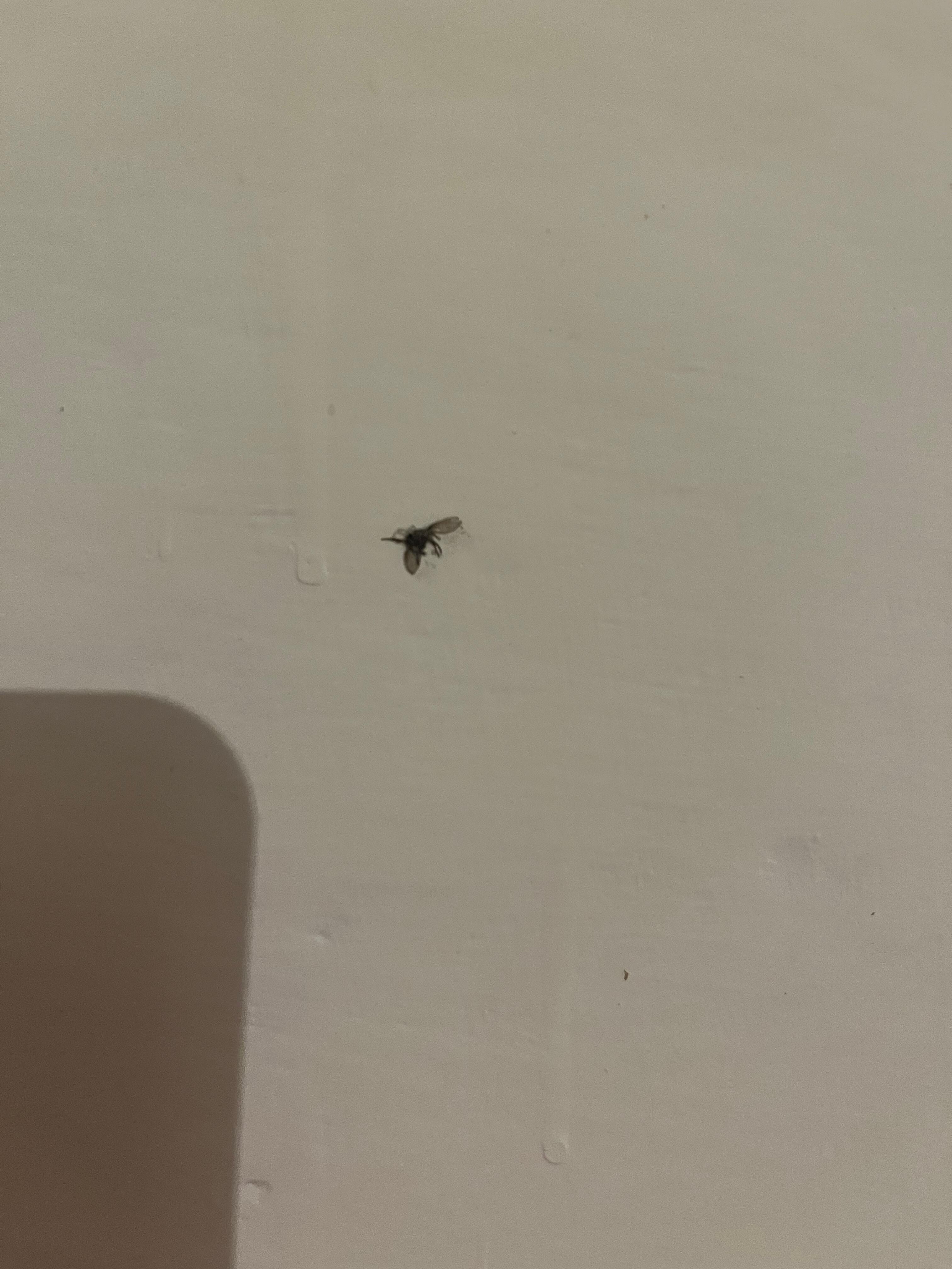 The black flies around the apartment. 