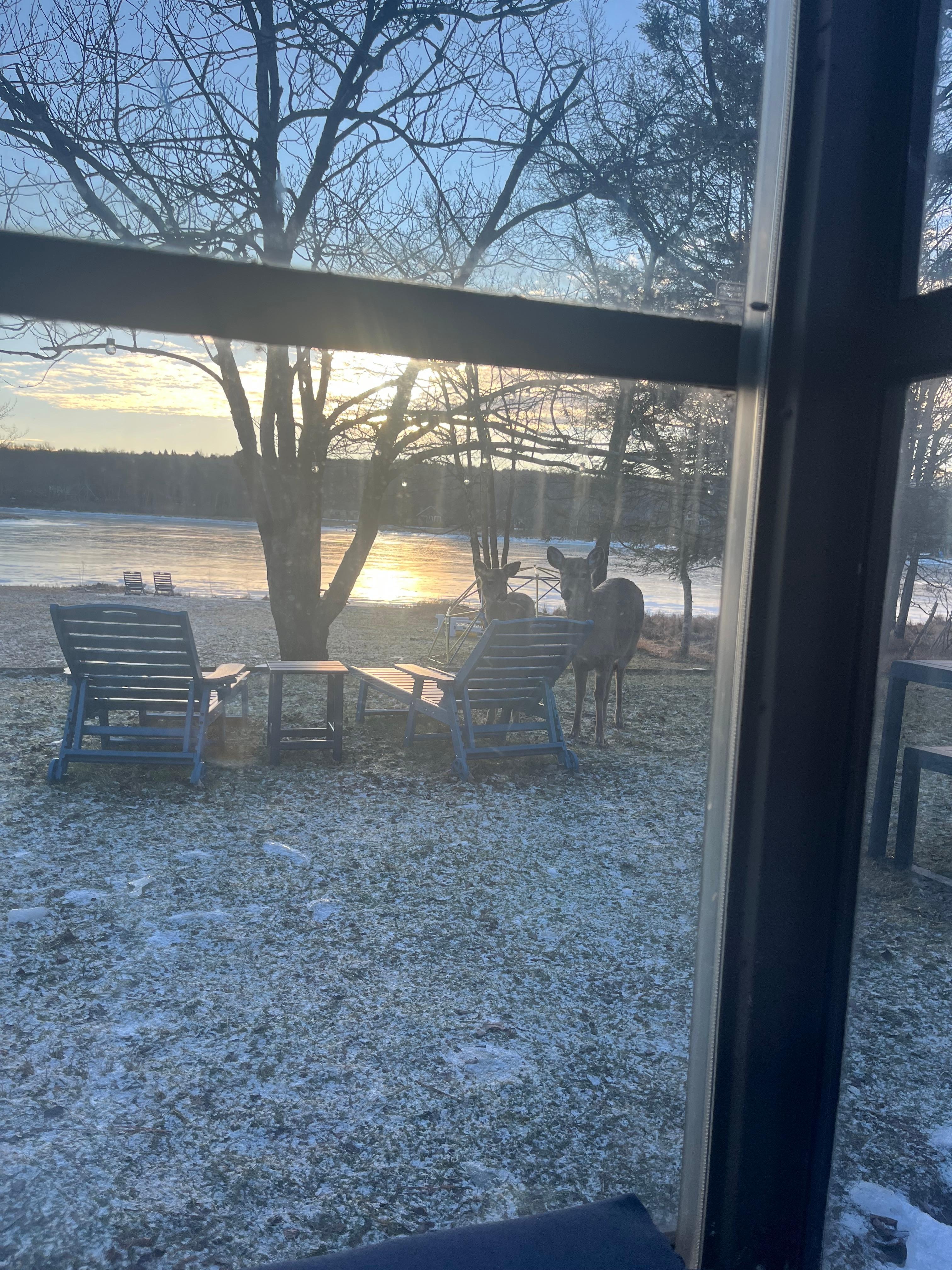 Deer sighting was sooooo exciting!! 