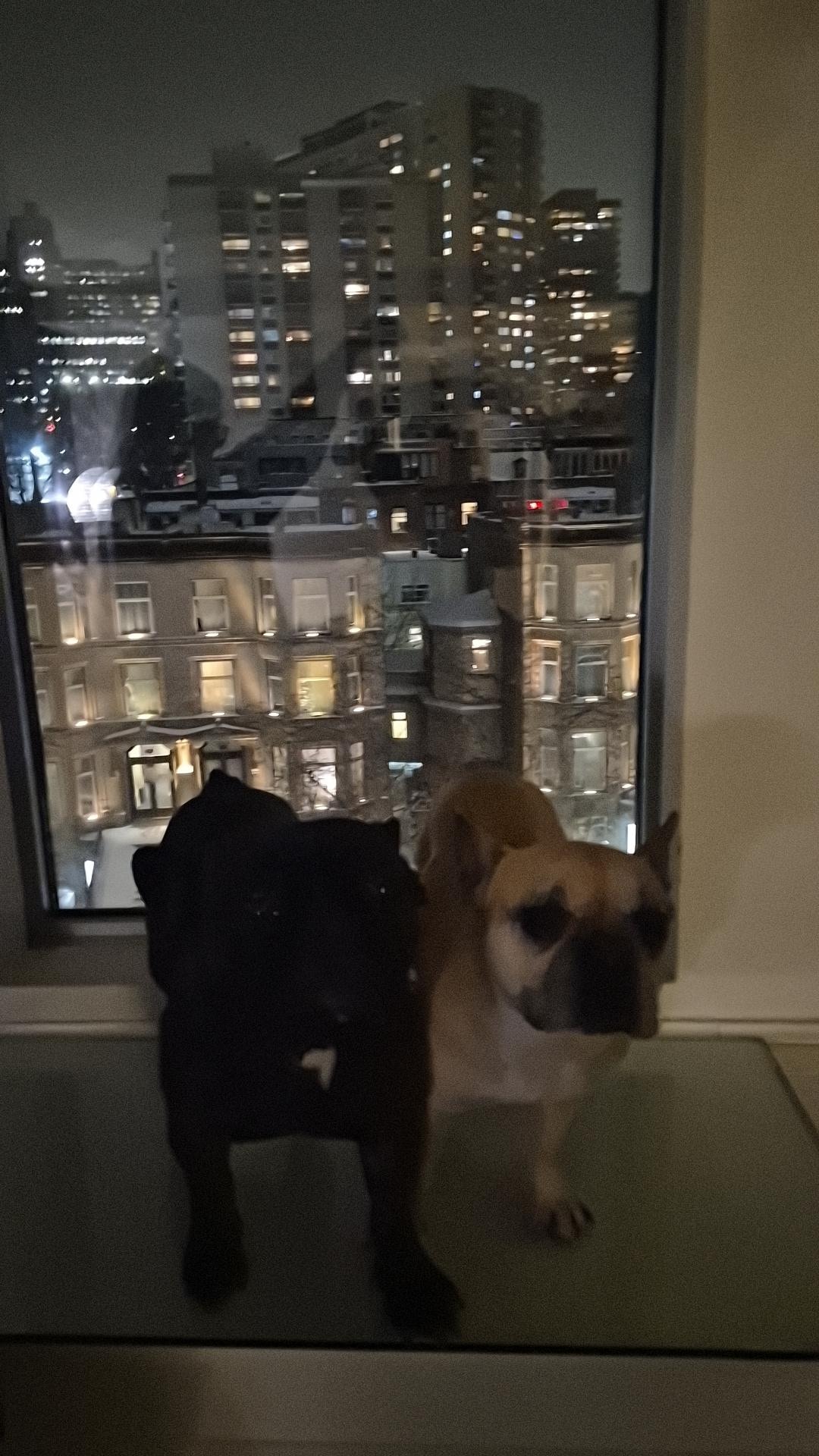 Our French bulldogs with the city view being them 😍
