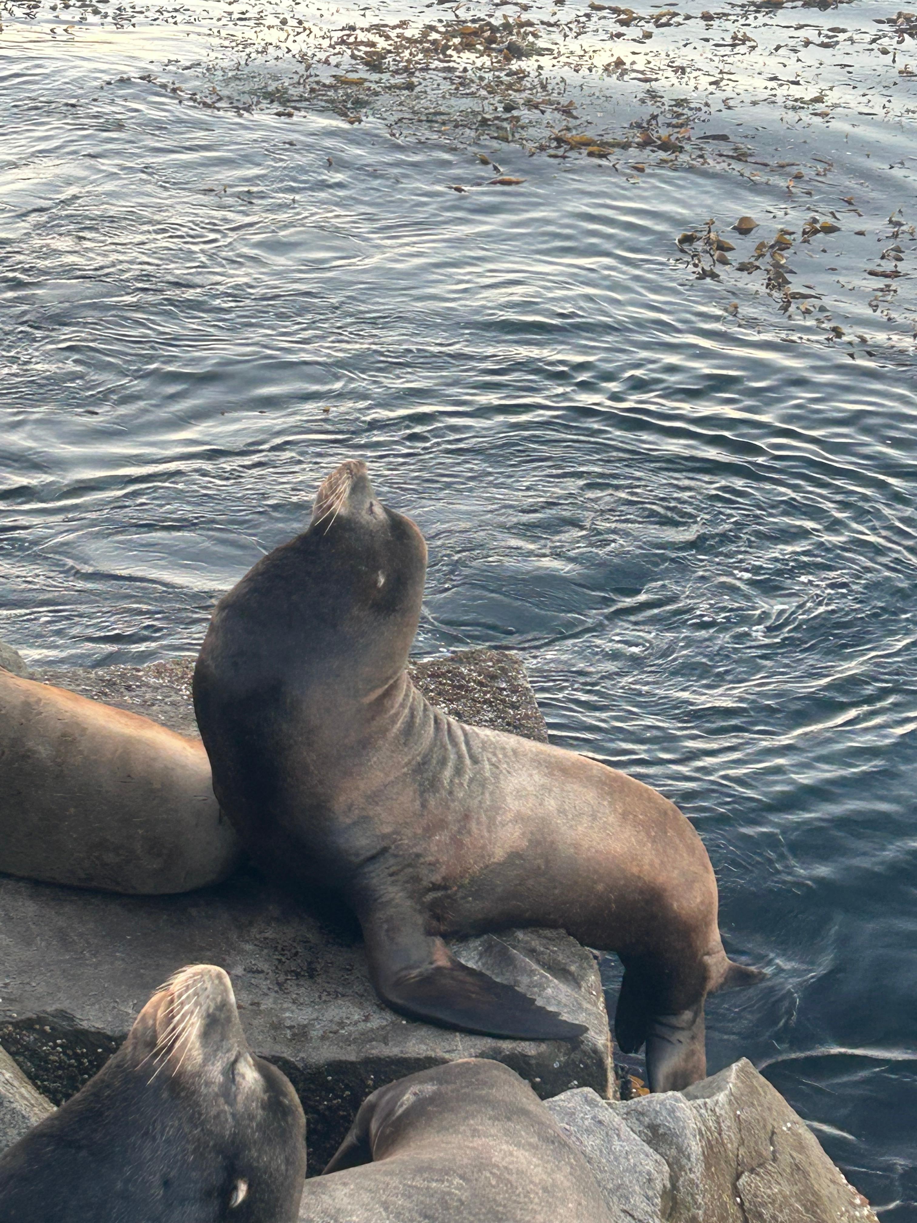 Across the street on the pie, saw otters and seals