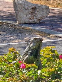 Lizards and iguanas greeting us daily!