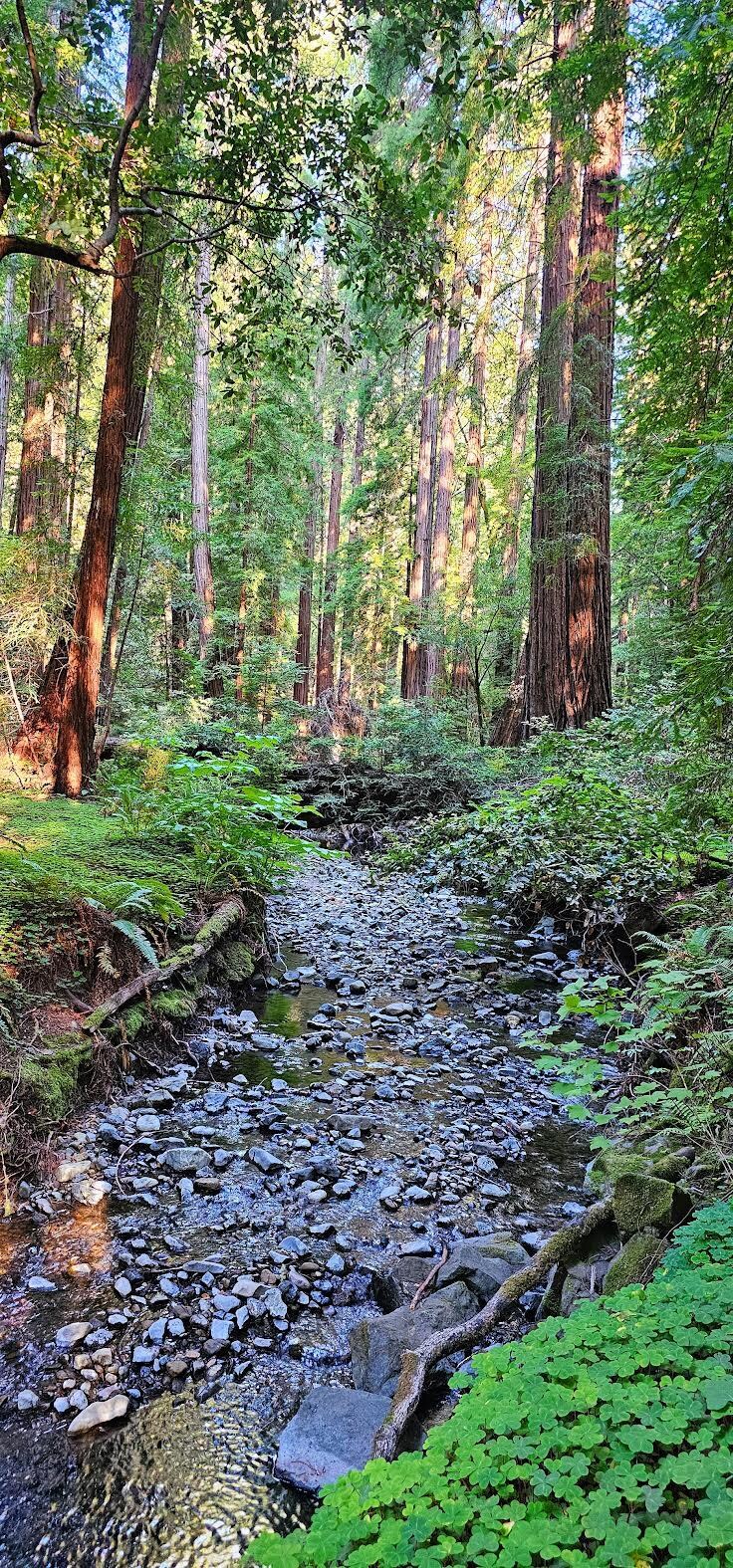Hiking up through Muir Woods to the Dipsea Trail.