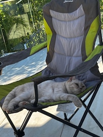 Our previous cat Tia enjoying her rest after long car ride!