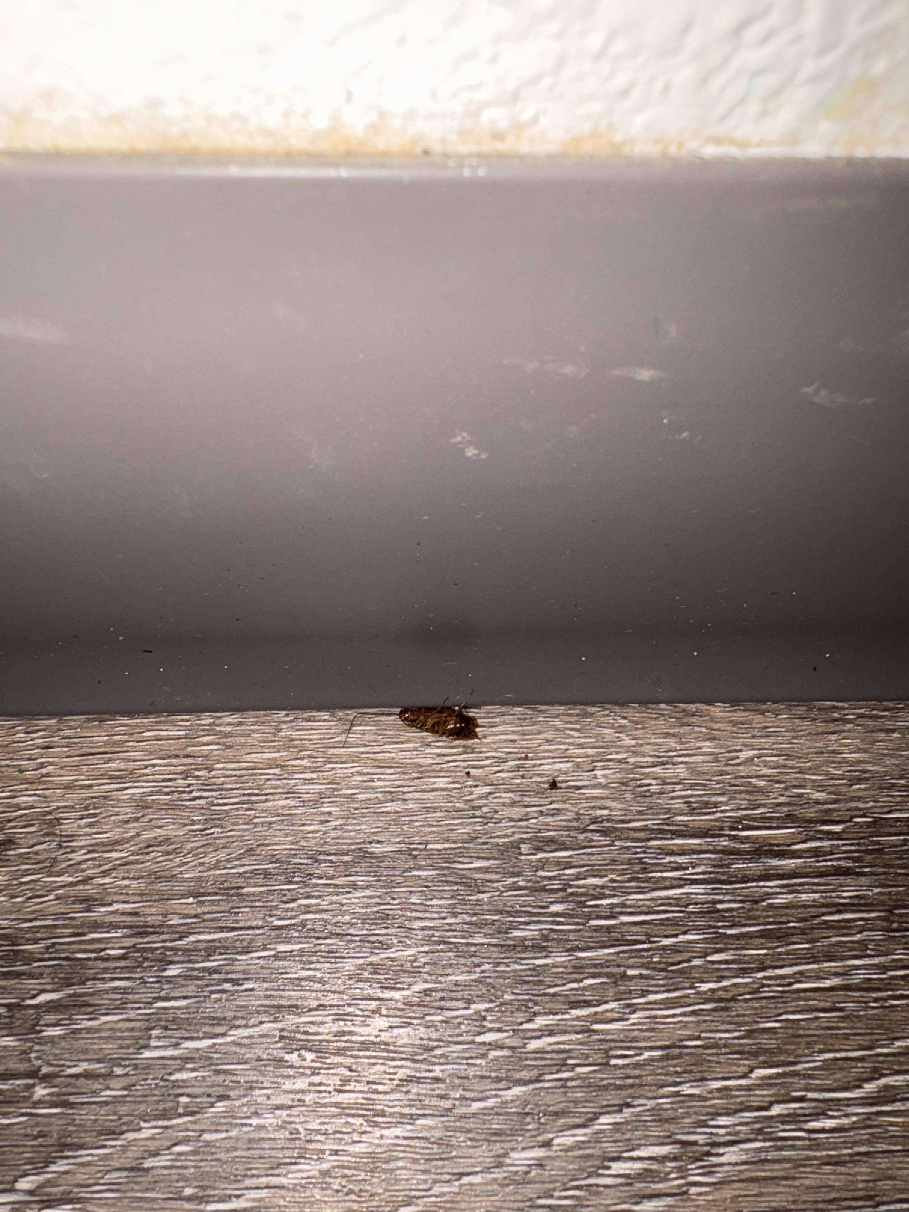 This was behind trash can of the second room