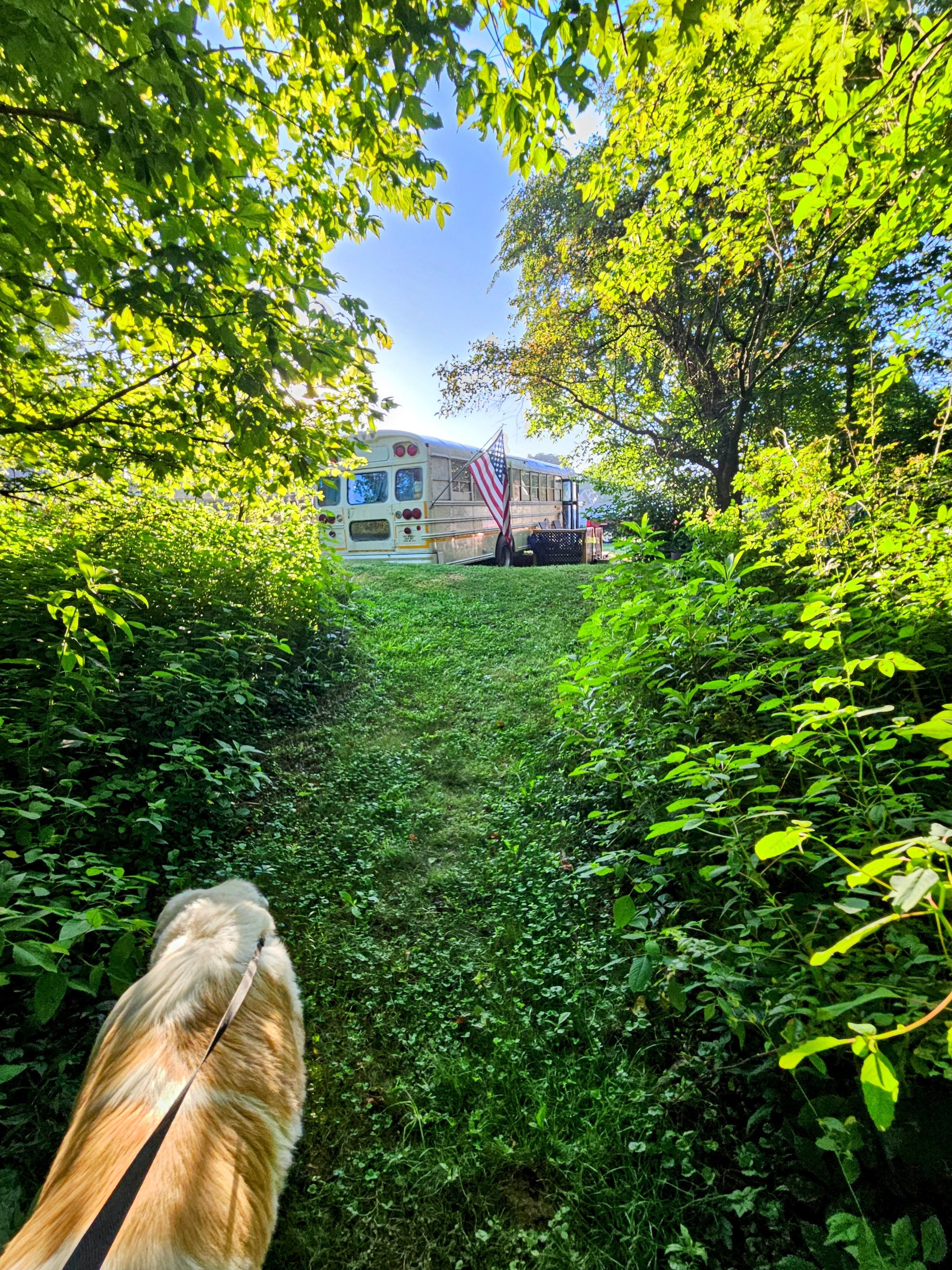 Path behind the bus.