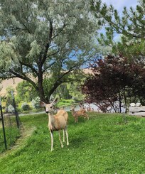Numerous deer, many with fawns, also call this place home.