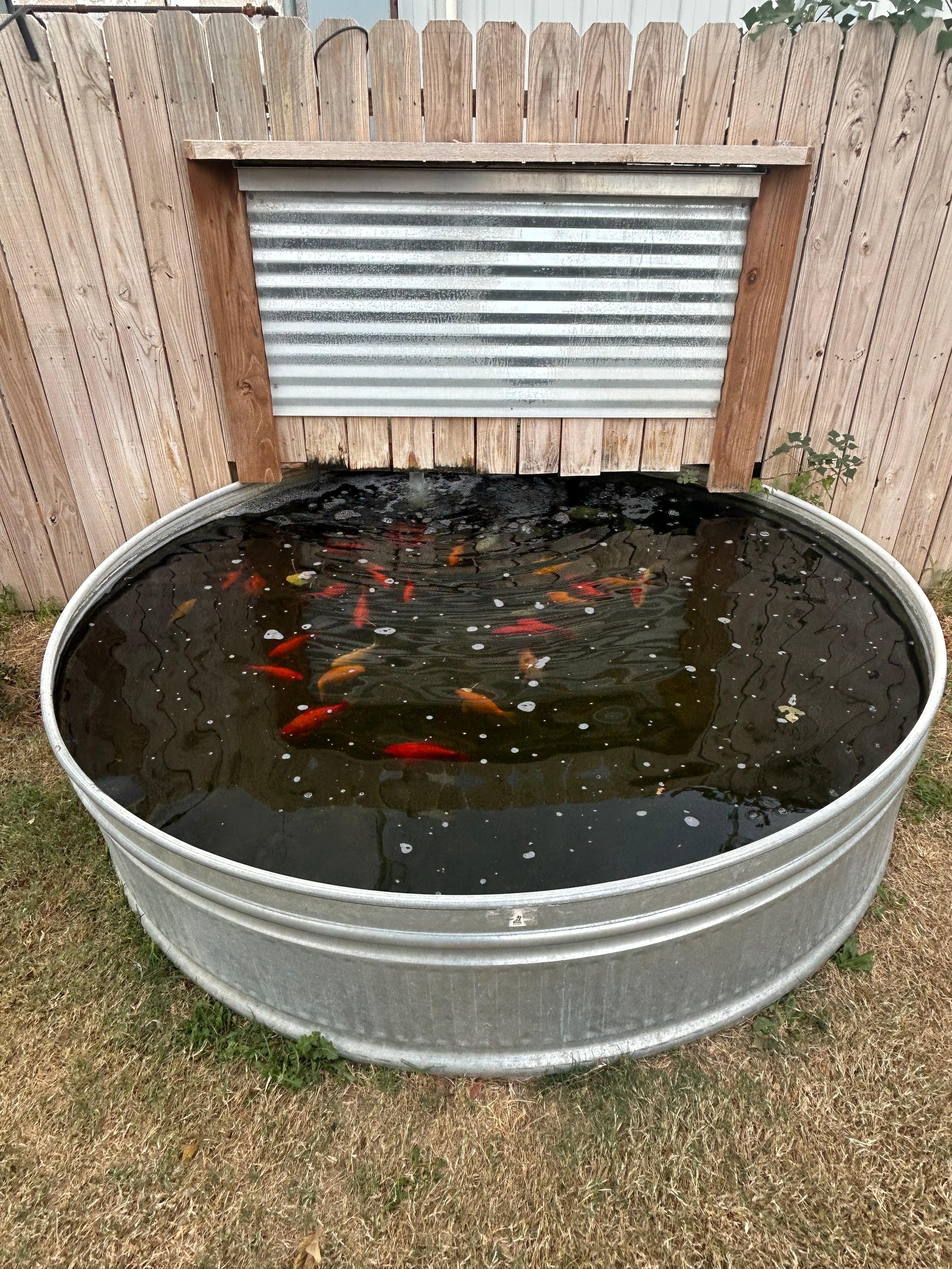 Koi pond in a bucket . 