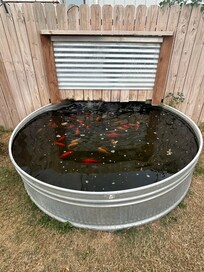Koi pond in a bucket .