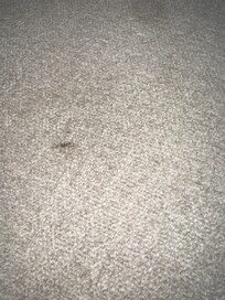 Stain on couch look like poop stain
