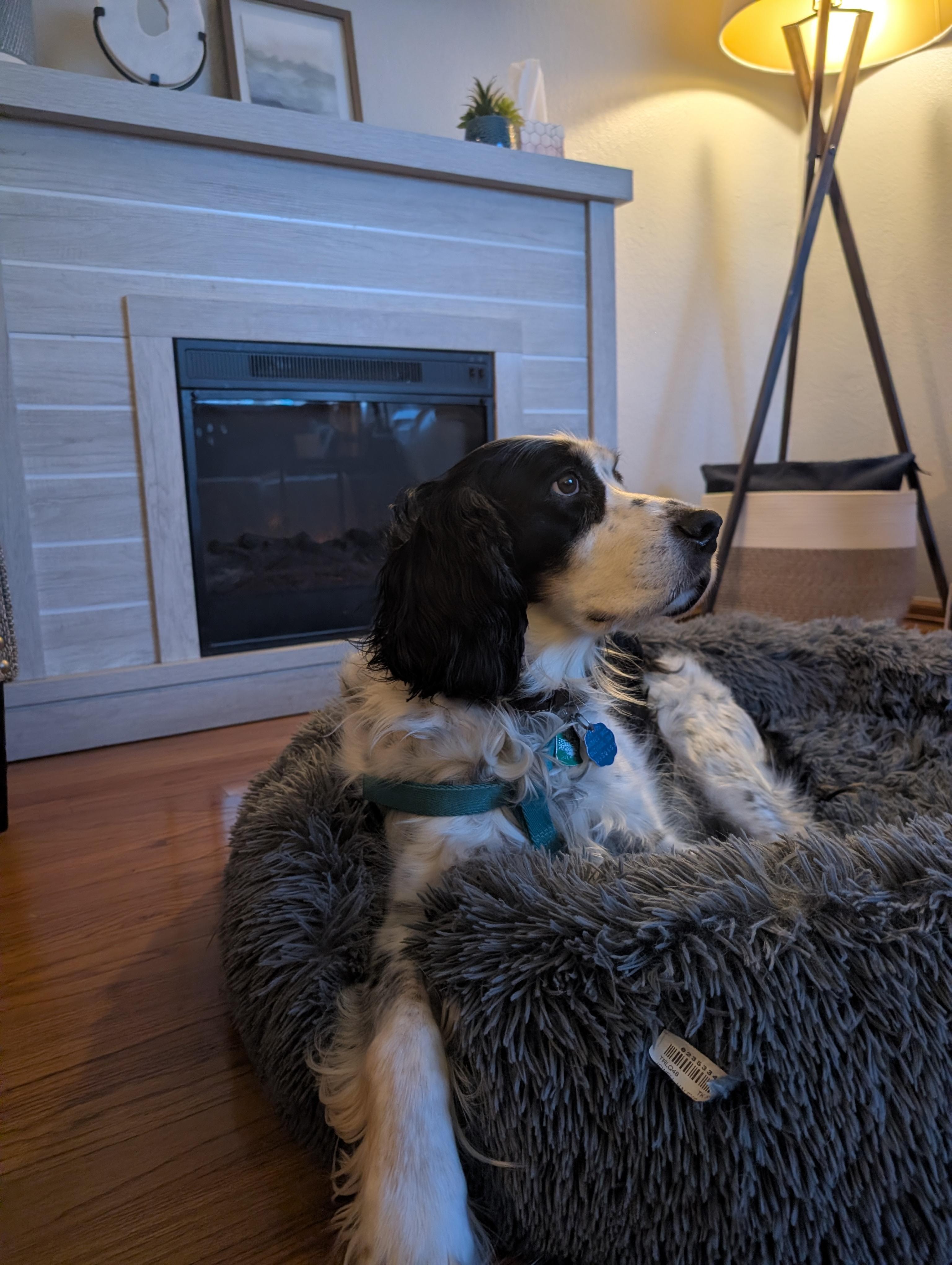 Our dog enjoying the fireplace! 
