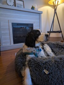 Our dog enjoying the fireplace!