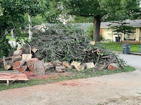 just one of the trees cut-up
