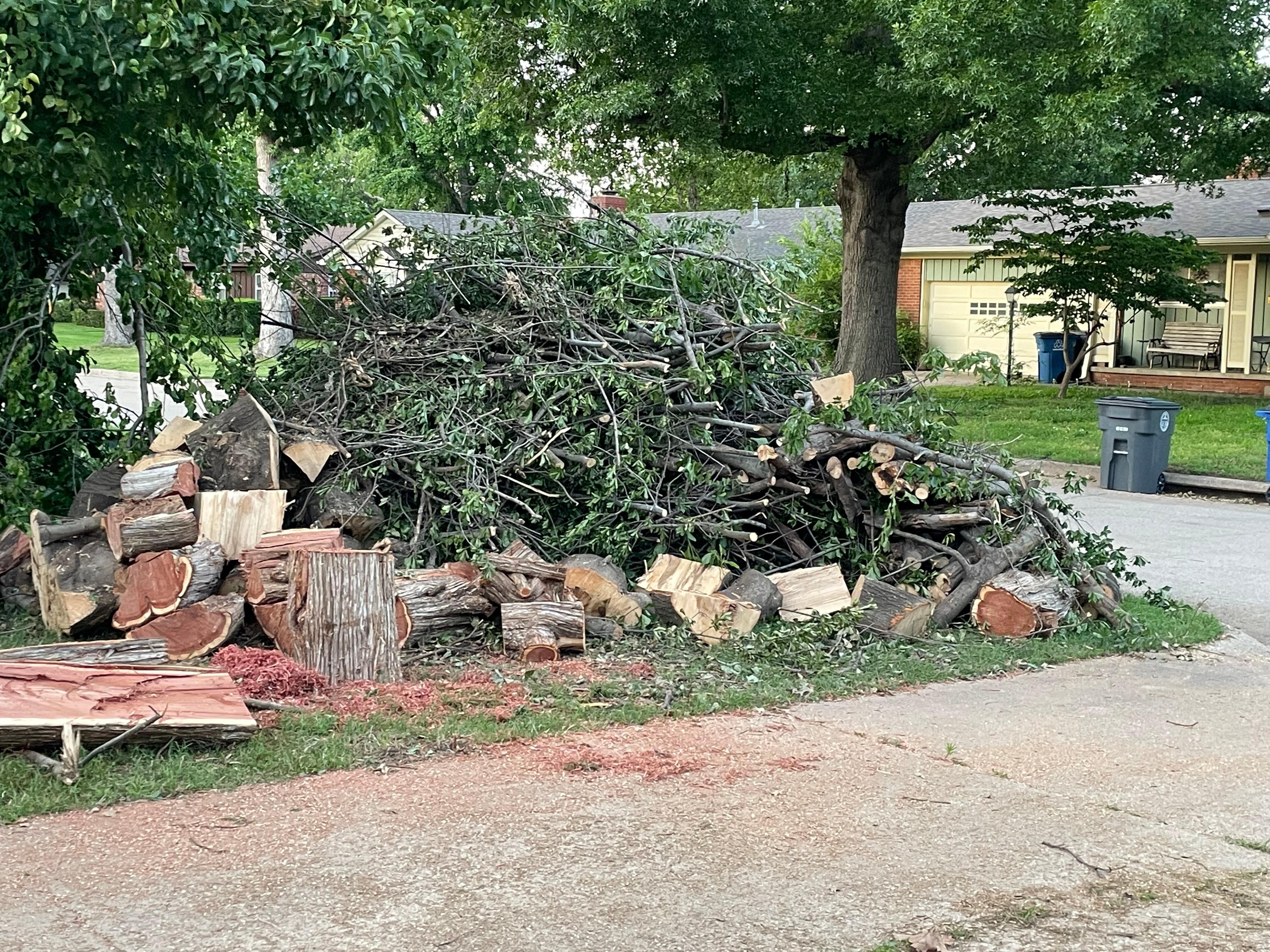 just one of the trees cut-up
