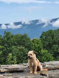 My girl, Gracie, at Cohutta Overlook.