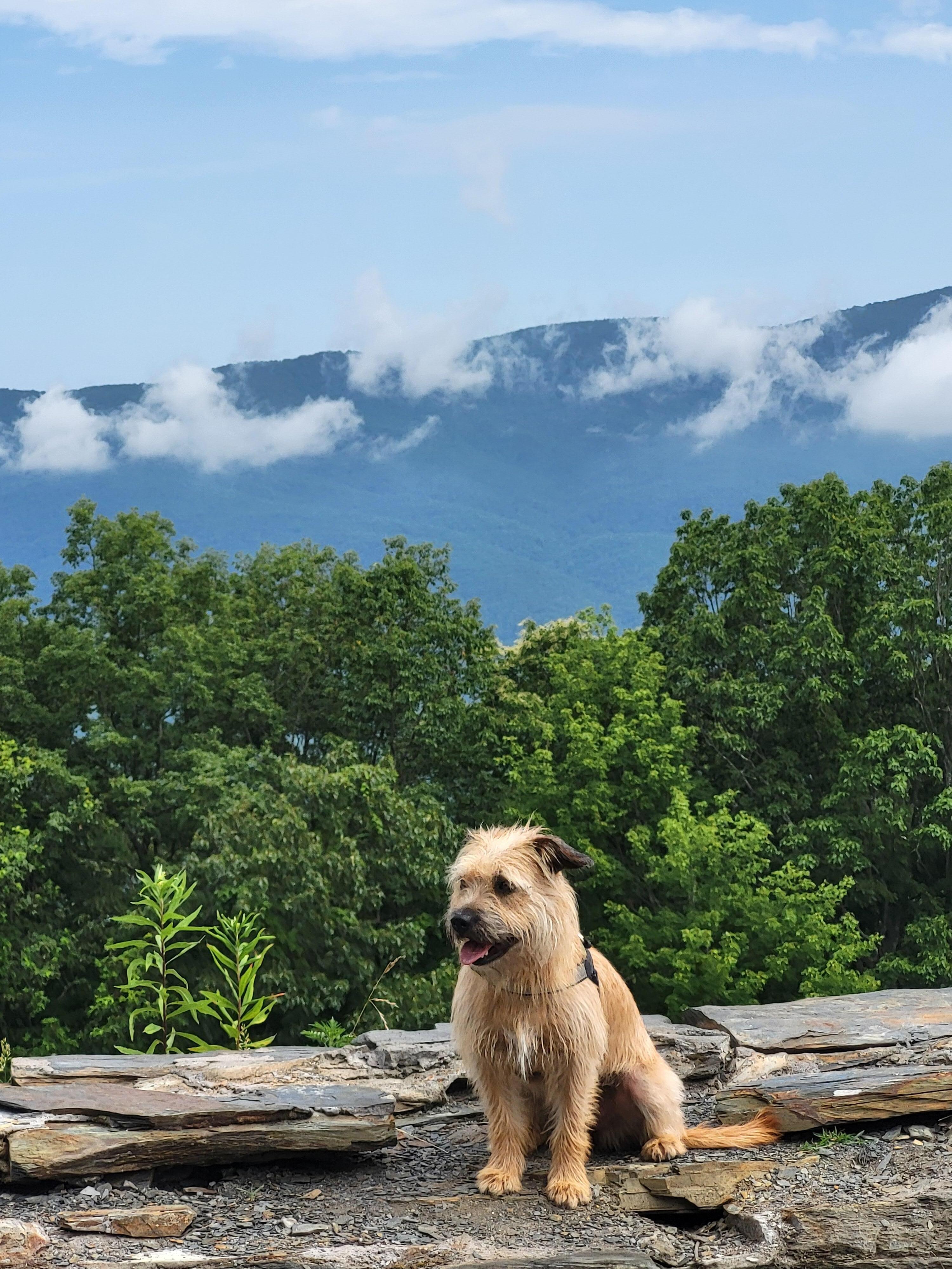 My girl, Gracie, at Cohutta Overlook.