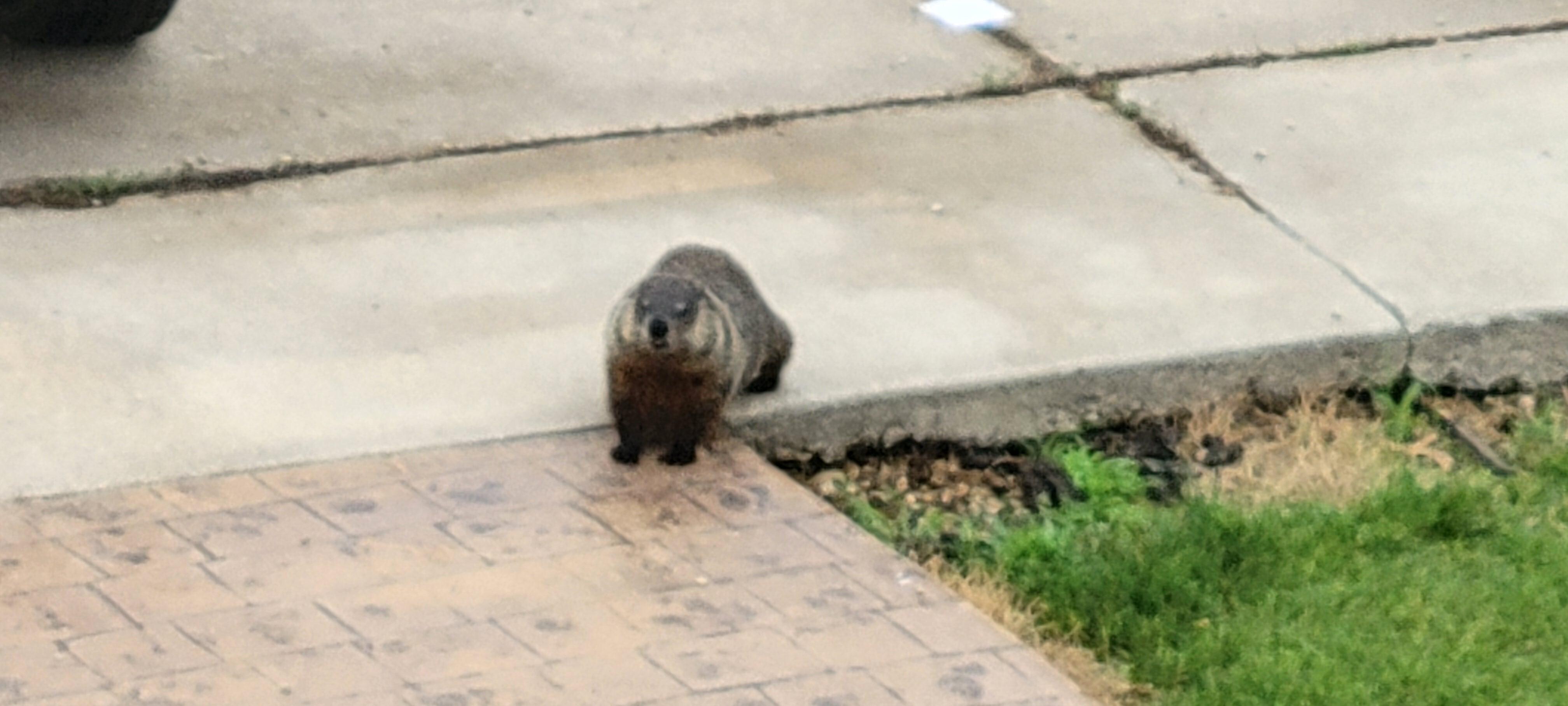 Woodchuck/ groundhog visited