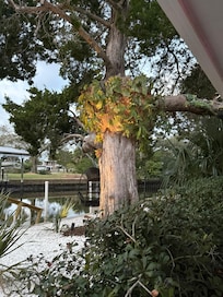 Beautiful tree with lovely swing next to water for relaxing!