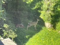 Nice window view. Beautiful deer