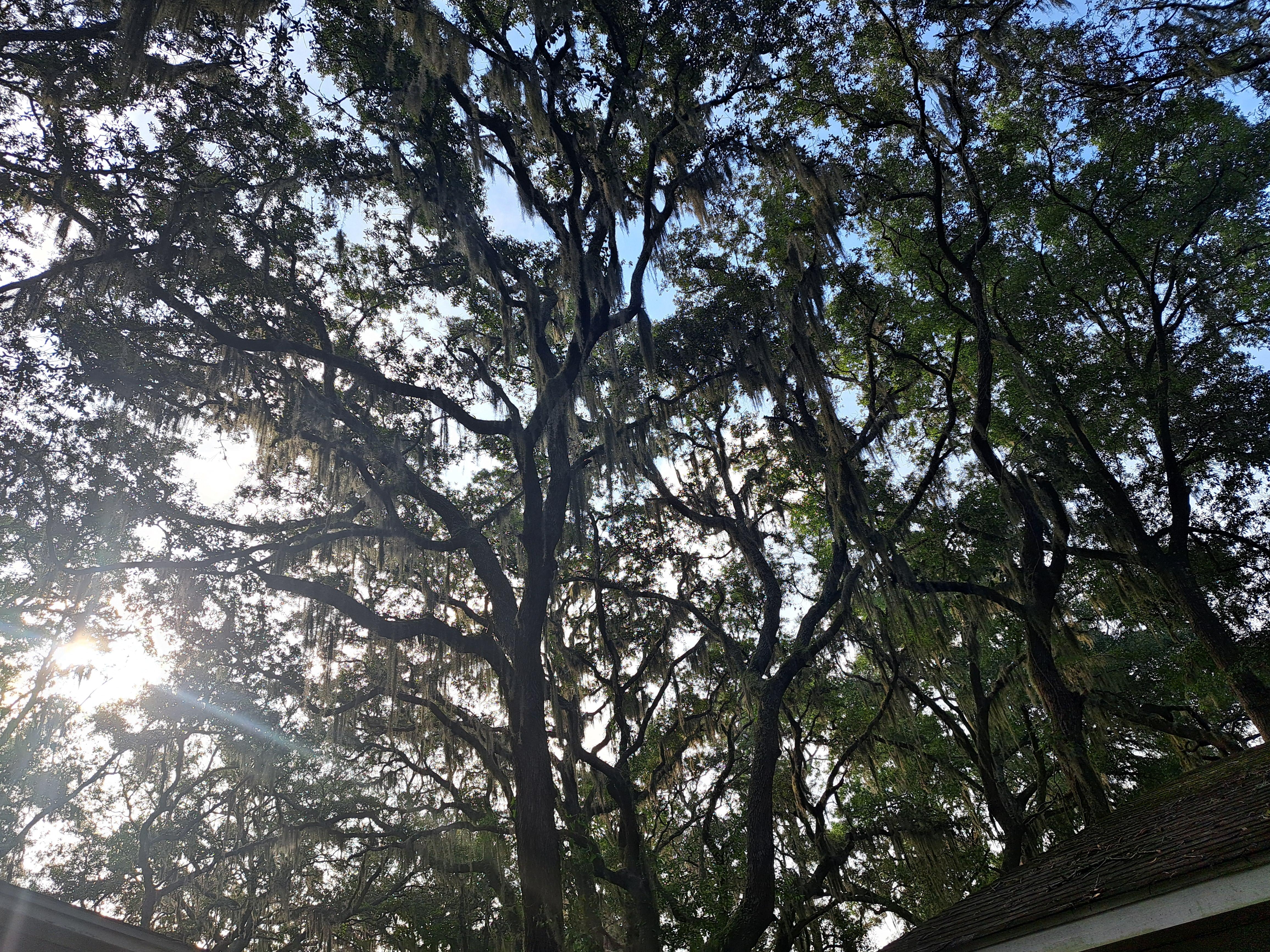 Trees over the whole neighborhood!