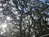 Trees over the whole neighborhood!