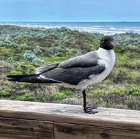 Balcony Friend
