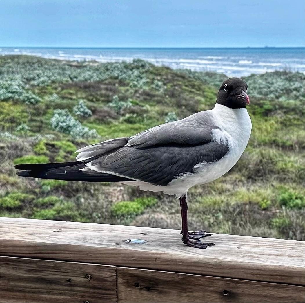Balcony Friend 