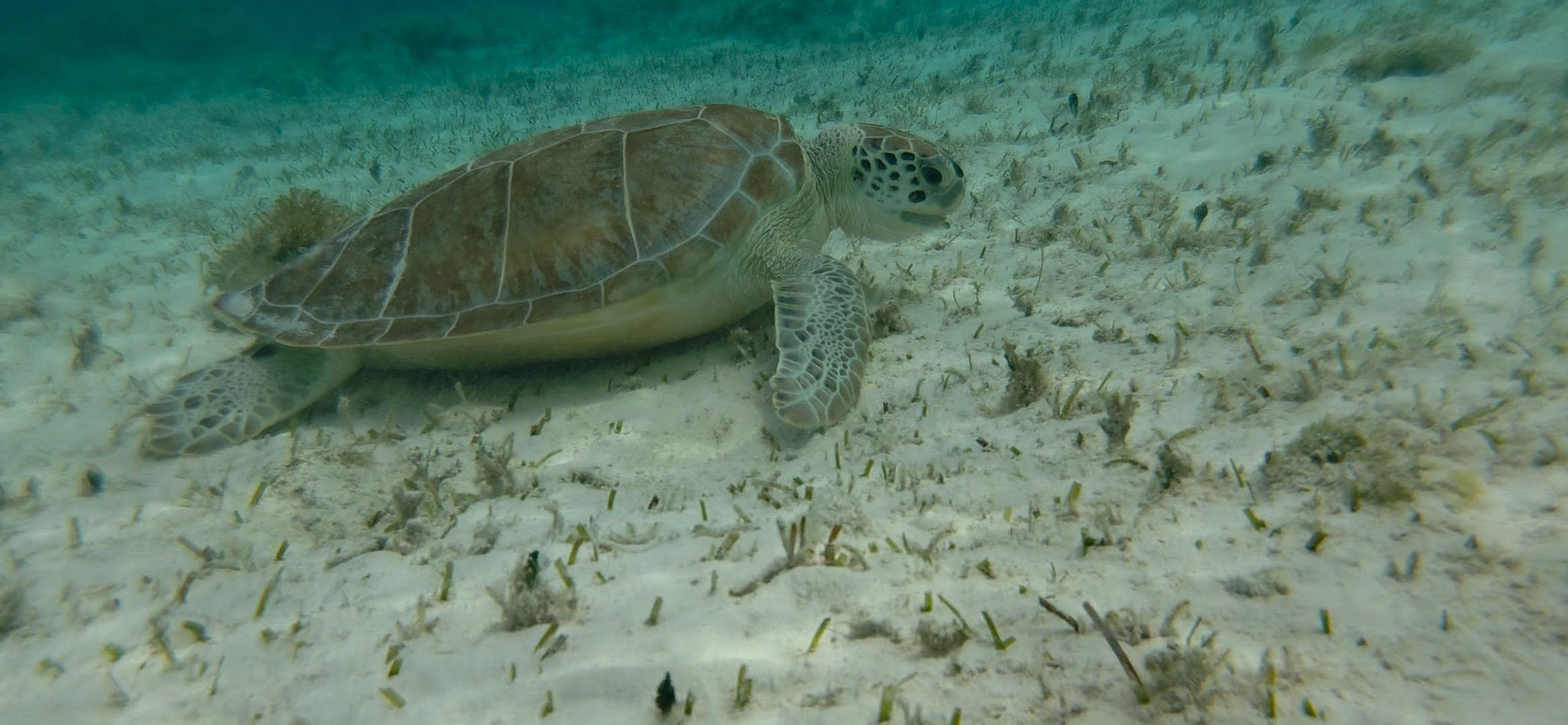 Snorkling the cove