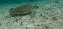Snorkling the cove